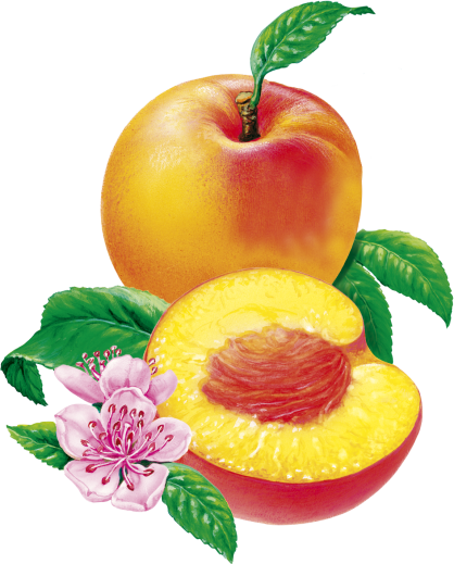 Peaches Nordic illus
