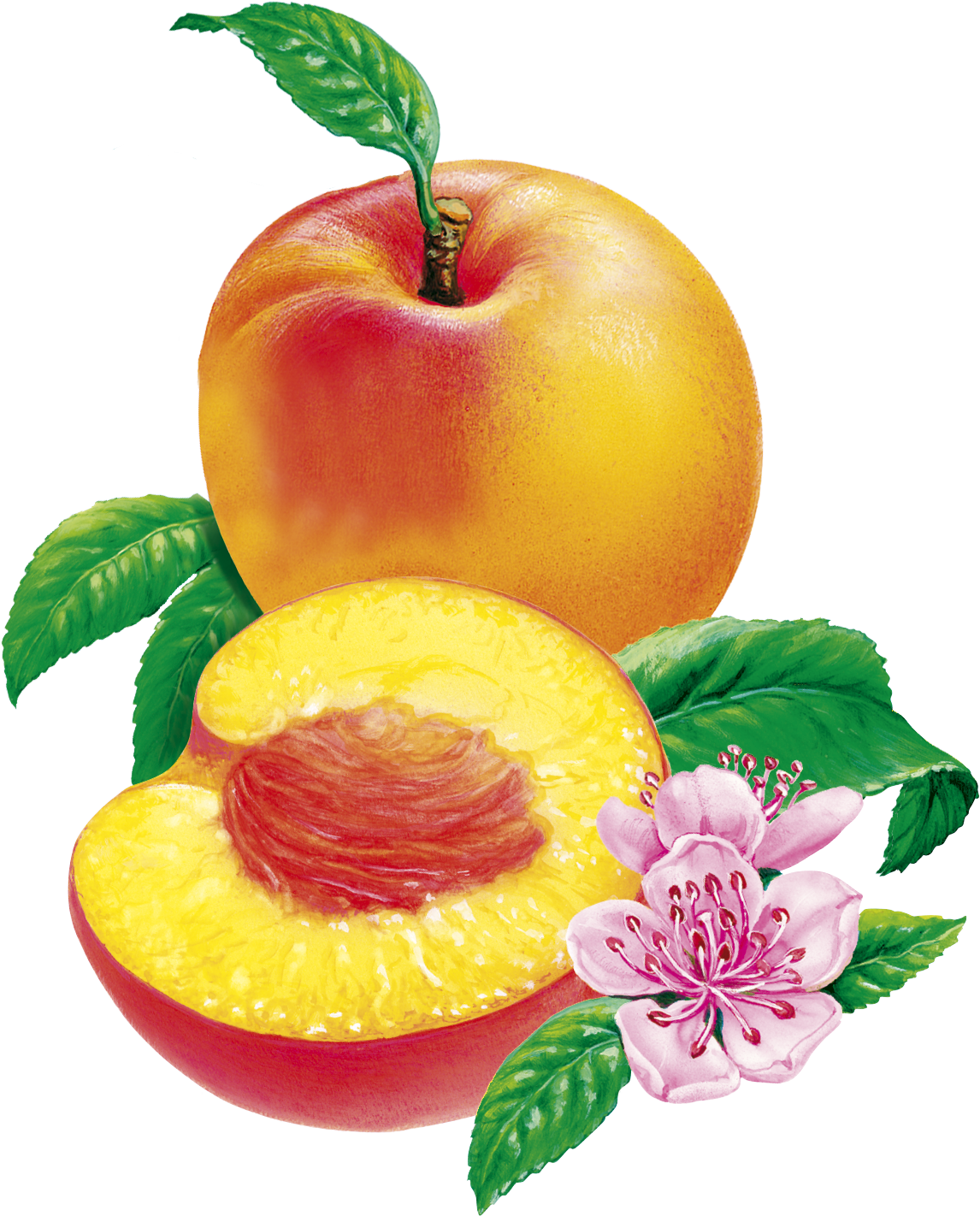 Peaches Nordic illus