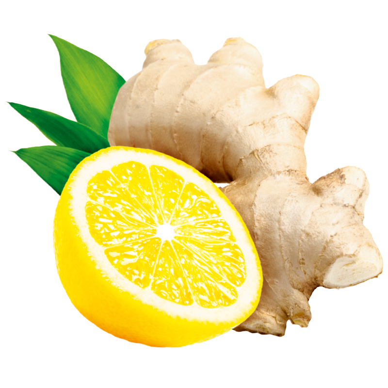 ILLUSTRAZIONE ZENZERO LIMONE