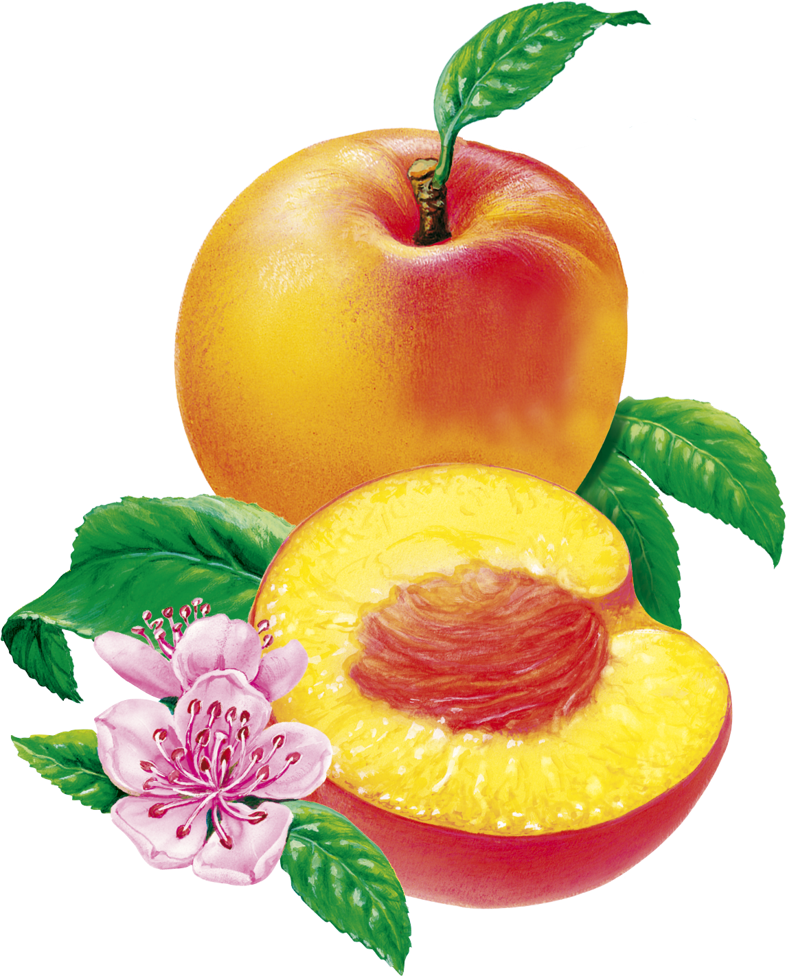 Peaches Nordic illus