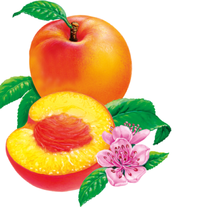 Orange peaches with pink blossom