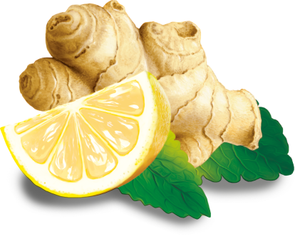 products-illu-Ingwer Zitrone