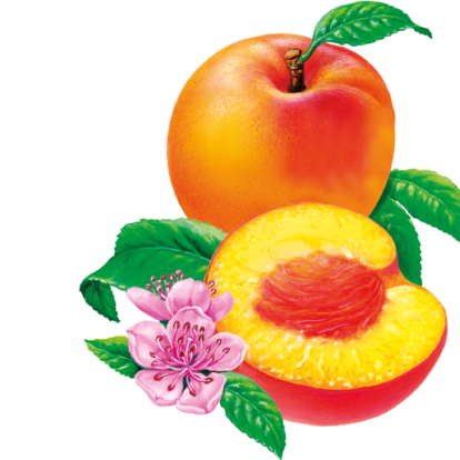 Illustration der Pfirsiche Beutel: ein halber und ein ganzer Pfirsich mit grünen Blättern