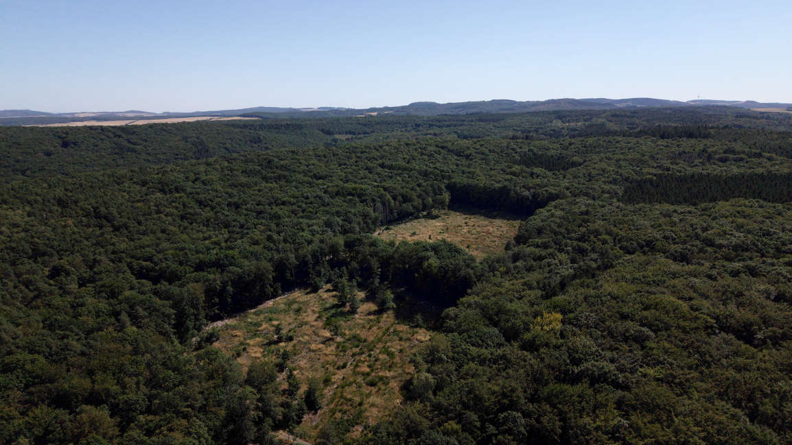 HARIBO Pflanzaktion HARIBO Wald Fläche